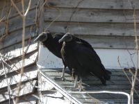 Black vultures choose cabin barn to raise family, Unexpected Wildlife Refuge photo
