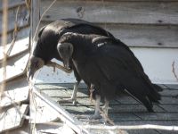 Black vulture couple on cabin barn, Unexpected Wildlife Refuge photo