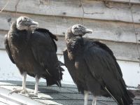 Black vulture couple on cabin barn, Unexpected Wildlife Refuge photo