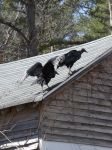 Black vulture pair on cabin barn roof, Unexpected Wildlife Refuge photo