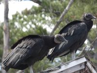 Black vulture couple on cabin barn, Unexpected Wildlife Refuge photo