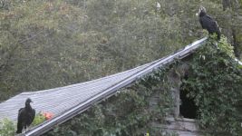 Black vultures, Unexpected Wildlife Refuge photo