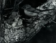 Blue-gray gnatcatcher family, photo by Ray Davis