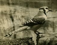 Blue jay, photo by Al Francesconi