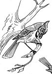 Blue jay, sketch by Hope Sawyer Buyukmihci, Refuge co-founder and artist