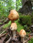 Blusher mushroom, first day, Unexpected Wildlife Refuge photo