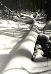 Boardwalk in snow, 2009, Unexpected Wildlife Refuge photo