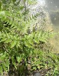 Bracken at main pond, Unexpected Wildlife Refuge photo