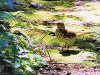 Brown thrasher, Unexpected Wildlife Refuge photo