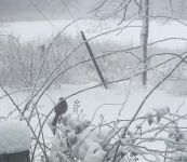 Brown thrasher in snow, Unexpected Wildlife Refuge photo