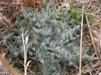 Bull thistle, winter leaf rosette, Unexpected Wildlife Refuge photo