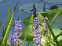 Bumblebees on pickerelweed, Unexpected Wildlife Refuge photo