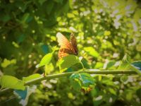 Butterfly at main pond, Unexpected Wildlife Refuge photo