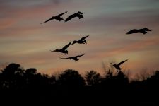 Canada geese, photo J Amsterdam