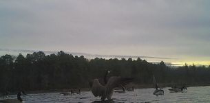 Canada geese on main pondUnexpected Wildlife Refuge photo