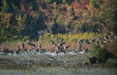 Canada geese, photo J Amsterdam
