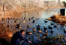 Canada geese, ducks and Ned Buyukmihci at main pond, Unexpected Wildlife Refuge photo