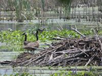 Canada geese on beaver lodge in Miller Pond, Unexpected Wildlife Refuge photo