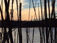 Canada geese on main pond, Unexpected Wildlife Refuge photo