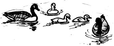 Canada goose family, sketch by Hope Sawyer Buyukmihci, Refuge co-founder and artist