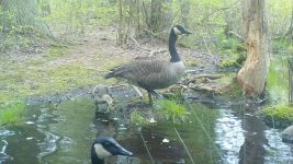 Canada goose family near Wild Goose Blind, Unexpected Wildlife Refuge trail camera photo
