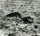 Canada goose flying over main pond, Unexpected Wildlife Refuge photo