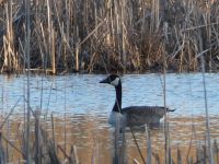 Canada goose in Miller Pond, Unexpected Wildlife Refuge photo