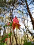 Canadian columbine, Unexpected Wildlife Refuge photo