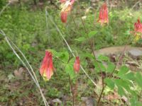 Canadian columbine, Unexpected Wildlife Refuge photo