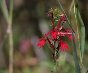 Cardinal flower, photo by Jeremy Amsterdam