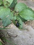 Carpenter bee, Unexpected Wildlife Refuge photo