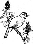 Catbird, sketch by Hope Sawyer Buyukmihci, Refuge co-founder and artist