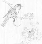 Catbird sketch by Hope Sawyer Buyukmihci, Refuge co-founder