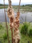 Cattail, Unexpected Wildlife Refuge photo