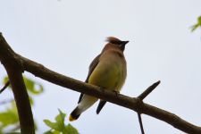 Cedar waxwing, photo by Leor Veleanu