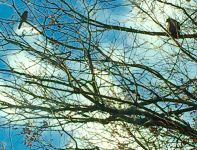 Cedar waxwing and red-tailed hawk, Unexpected Wildlife Refuge photo