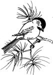 Drawing of chickadee by Hope Sawyer Buyukmihci, Refuge co-founder