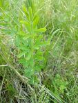 Chinese bushclover, Unexpected Wildlife Refuge photo