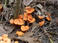 Cinnabar red chanterelle mushroom, Unexpected Wildlife Refuge photo