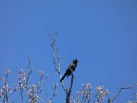 Common grackle near Headquarters, Unexpected Wildlife Refuge photo