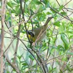 Common yellowthroat; Unexpected Wildlife Refuge photo
