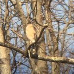 Cooper's hawk, Unexpected Wildlife Refuge photo