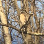 Cooper's hawk, Unexpected Wildlife Refuge photo