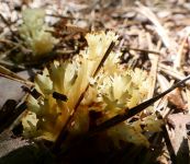 Crown-tipped coral fungus, Unexpected Wildlife Refuge photo