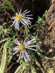 Daisy fleabane, Unexpected Wildlife Refuge photo