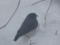 Dark-eyed junco, Unexpected Wildlife Refuge photo
