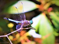 Dragonfly, Unexpected Wildlife Refuge photo