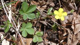Dwarf cinquefoil, Unexpected Wildlife Refuge photo