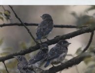 Eastern bluebird young in wild black cherry tree; photo by Augie Sexauer