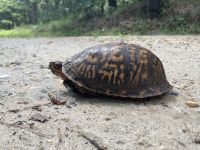 Eastern box turtle, Unexpected Wildlife Refuge photo